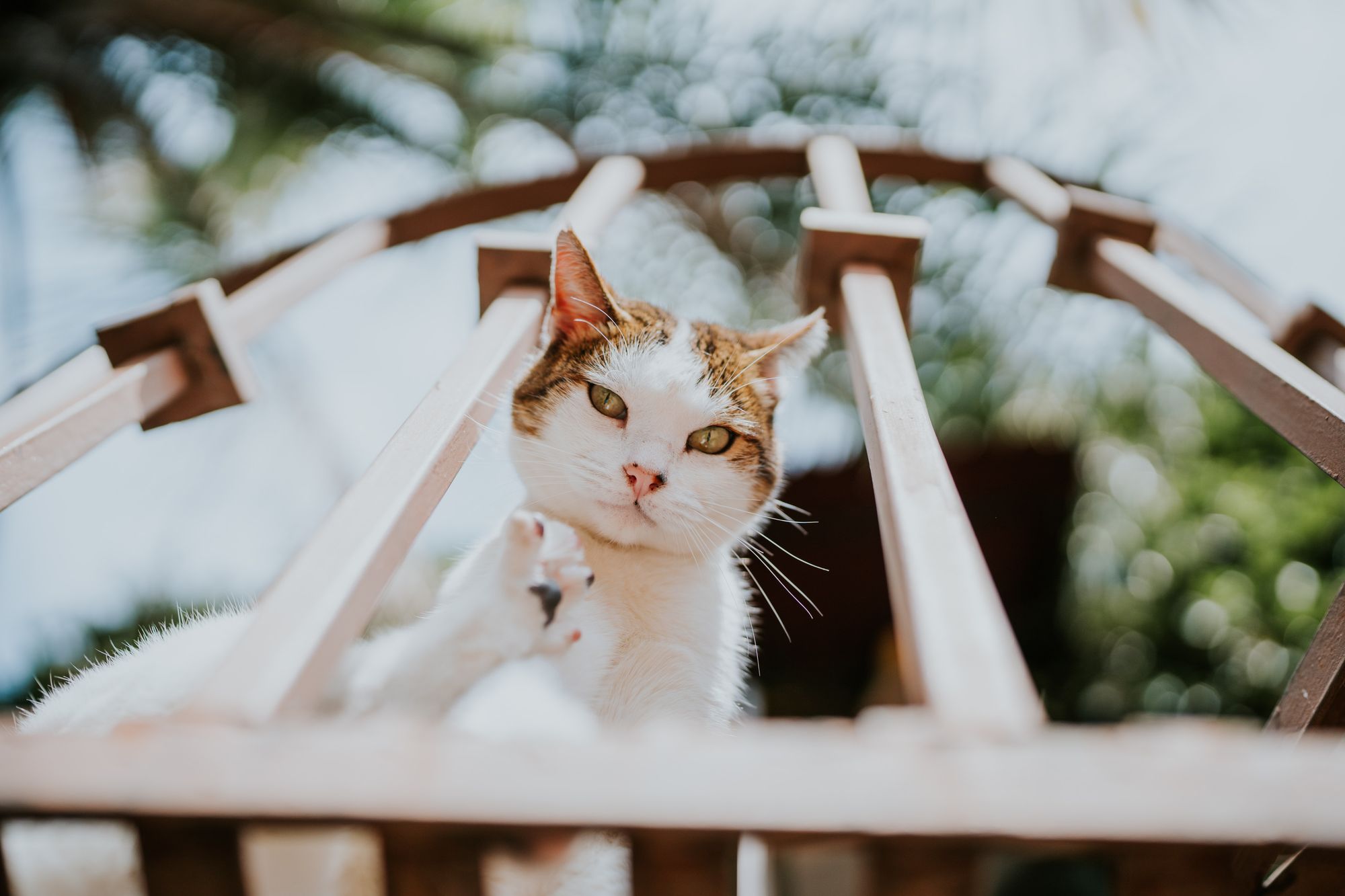 Best Cat Gate Available now!