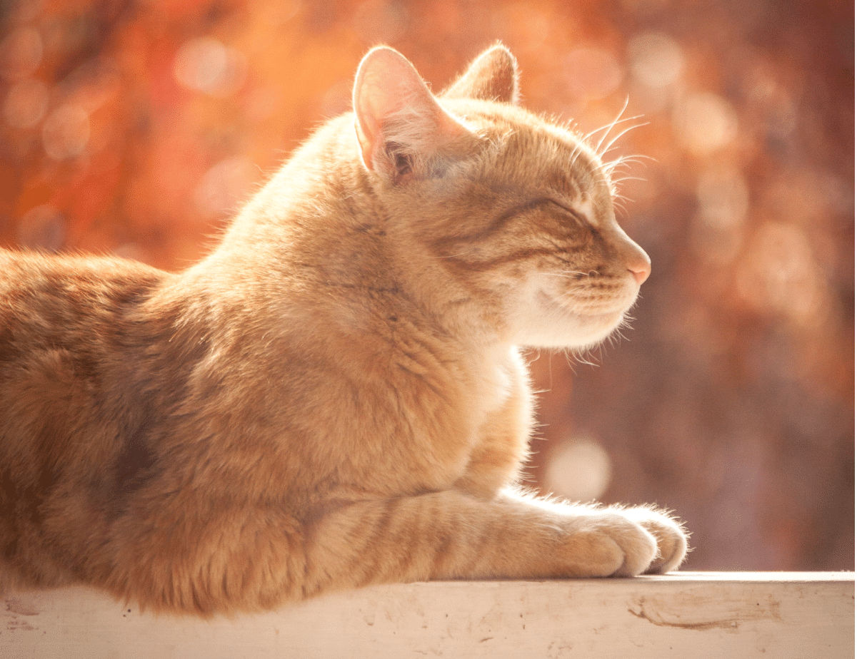 We go over the best cat shampoos to use when dreaded bath time for your cat comes.