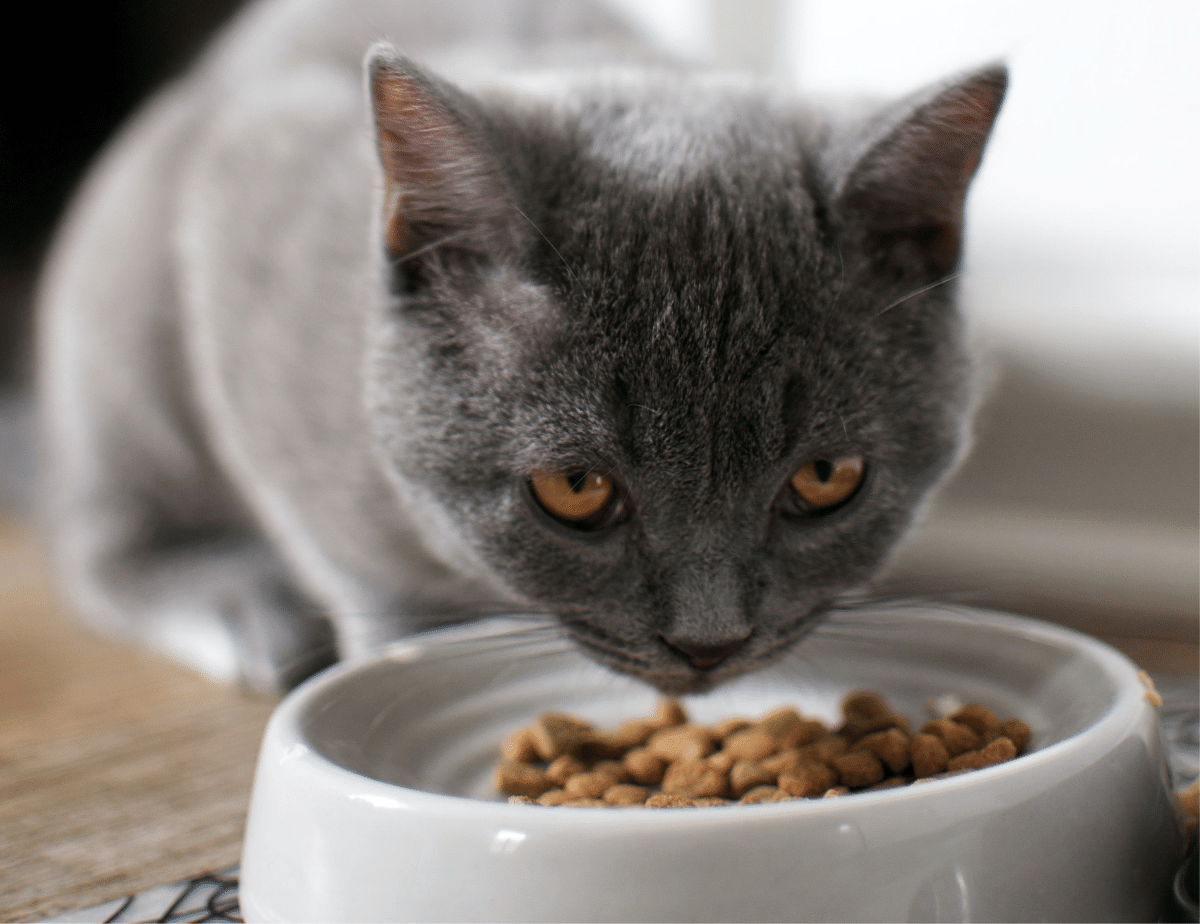 Best Slow Feeder Cat Bowl