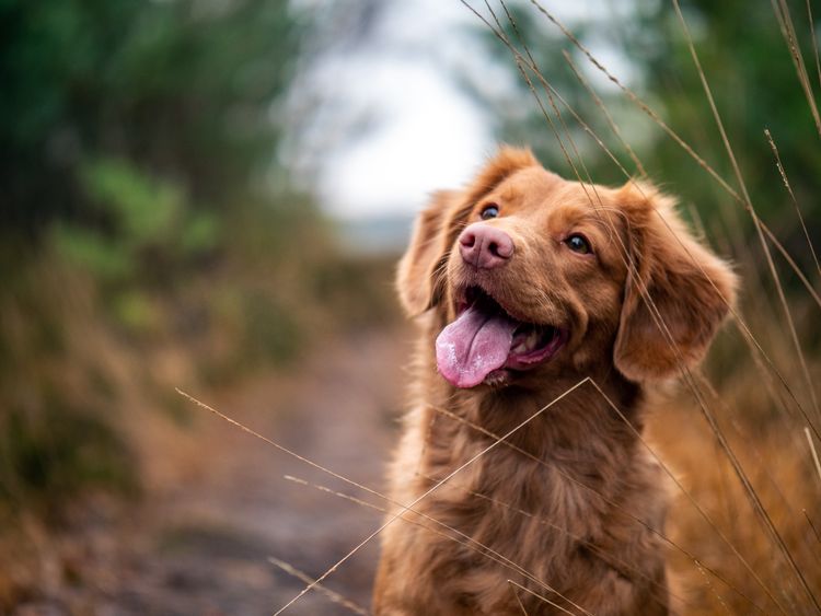 Here are some of the best oatmeal dog shampoo's on the market that are gentle enough for even the most sensitive skin!