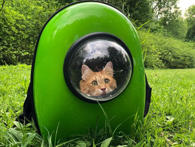 Looking for a way to take your cat out on adventures that they can enjoy? Read on to find the best cat backpacks to do this. 