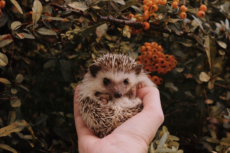 Find a Cozy Home for your Hedgehog- Best Pet Hedgehog Cages for sale now 2022