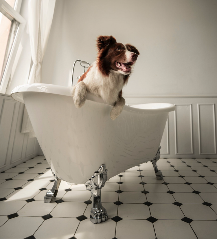 Why Use Oatmeal Shampoo on Pups?