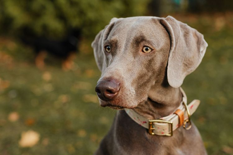 Vibrating Dog Collar Buyers Guide