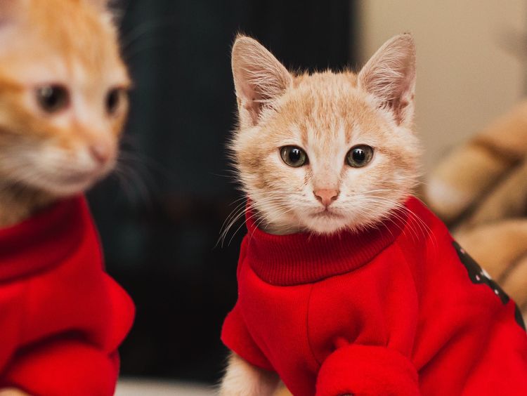 Cat Sweaters