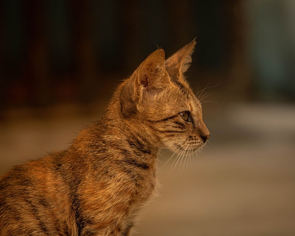 Harness your cat to the seat to keep driver and kitty safe during the course of the drive. 