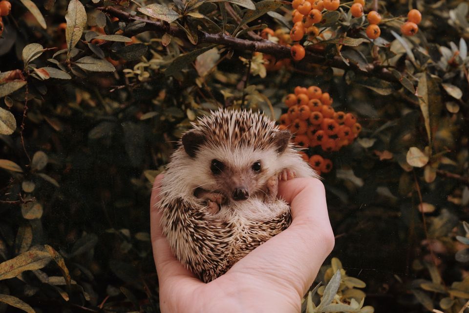 Best Hedgehog Cages