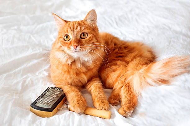 A cat lying next to its cat de-shedder in a fur free home