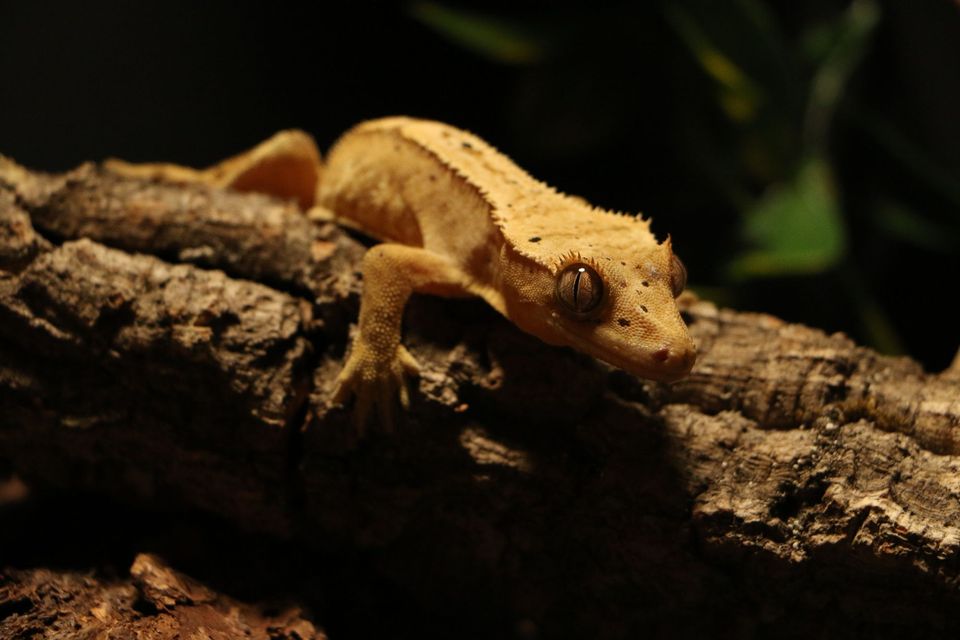 Crested Gecko Habitat Search