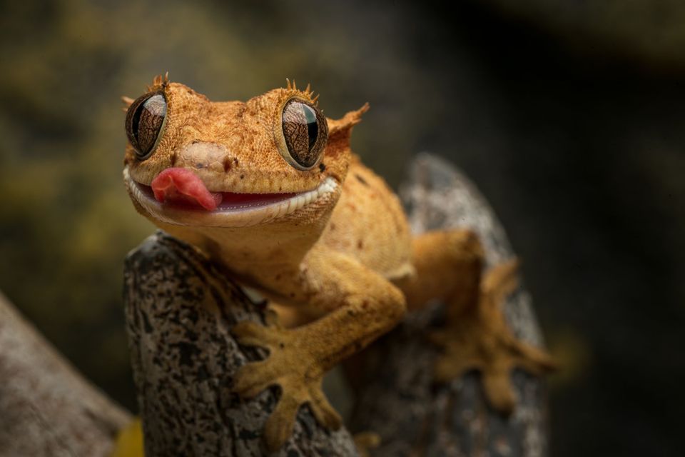 Best Crested Gecko Tank