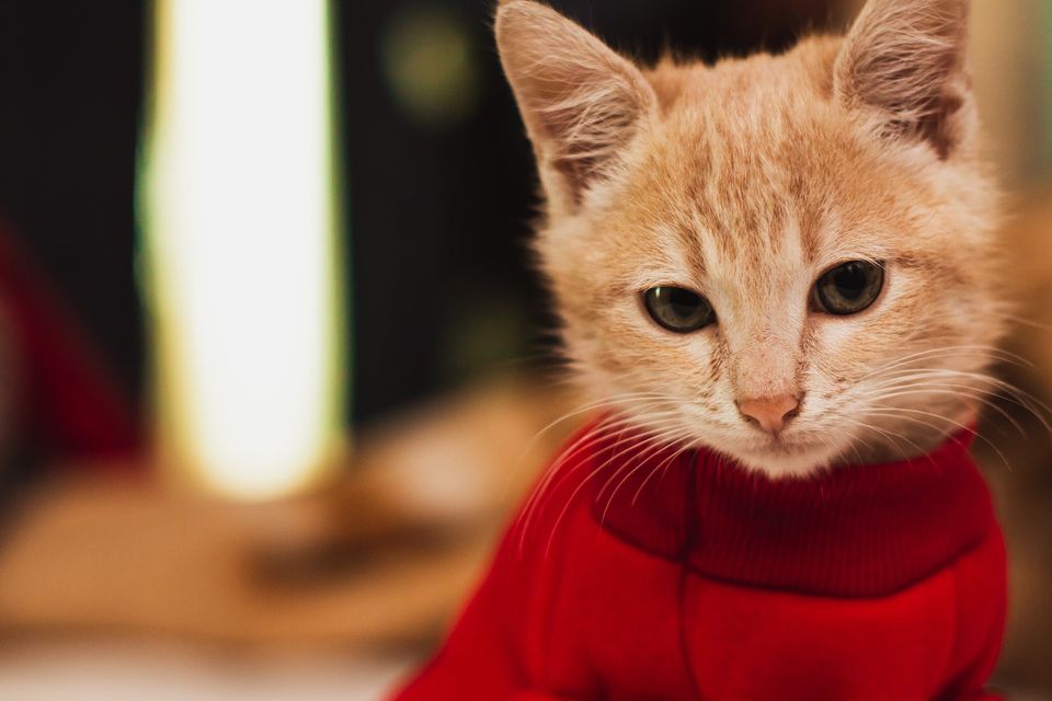 Cat Sweaters Buyers Guide
